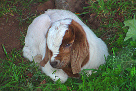 vineyard pets
