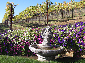 syrah vineyard