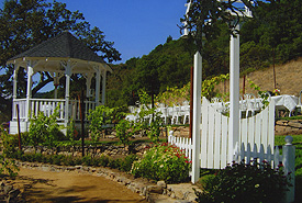 personal vineyard