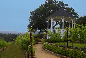 Sonoma vineyard