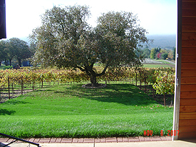 view from barn