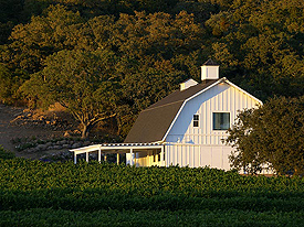 Running Rabbit syrah vineyard