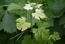 syrah grapes