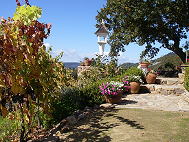 hilltop vineyard