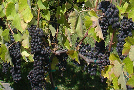 grapes